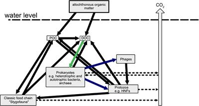 Bottom-Up Control of the Groundwater Microbial Food-Web in an Alpine Aquifer